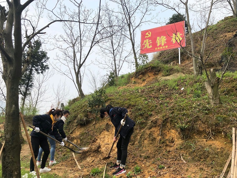 華龍公司開展植樹活動 為大自然添新綠
