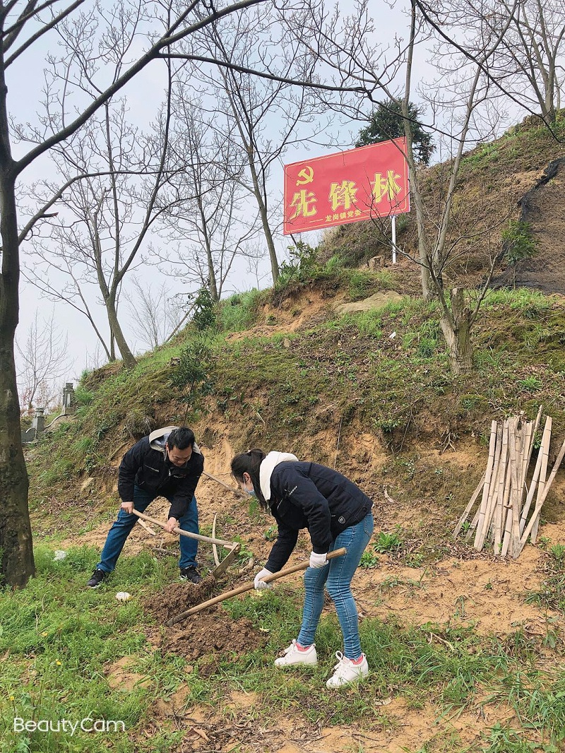 華龍公司開展植樹活動 為大自然添新綠